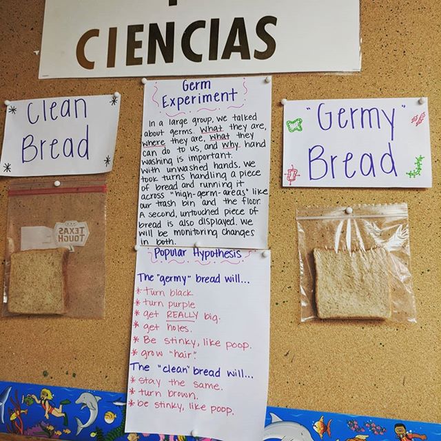 A & D’s preschool classmates have some great hypothesis for what will happen with this bread. Love that three-year olds are taught to have a control too