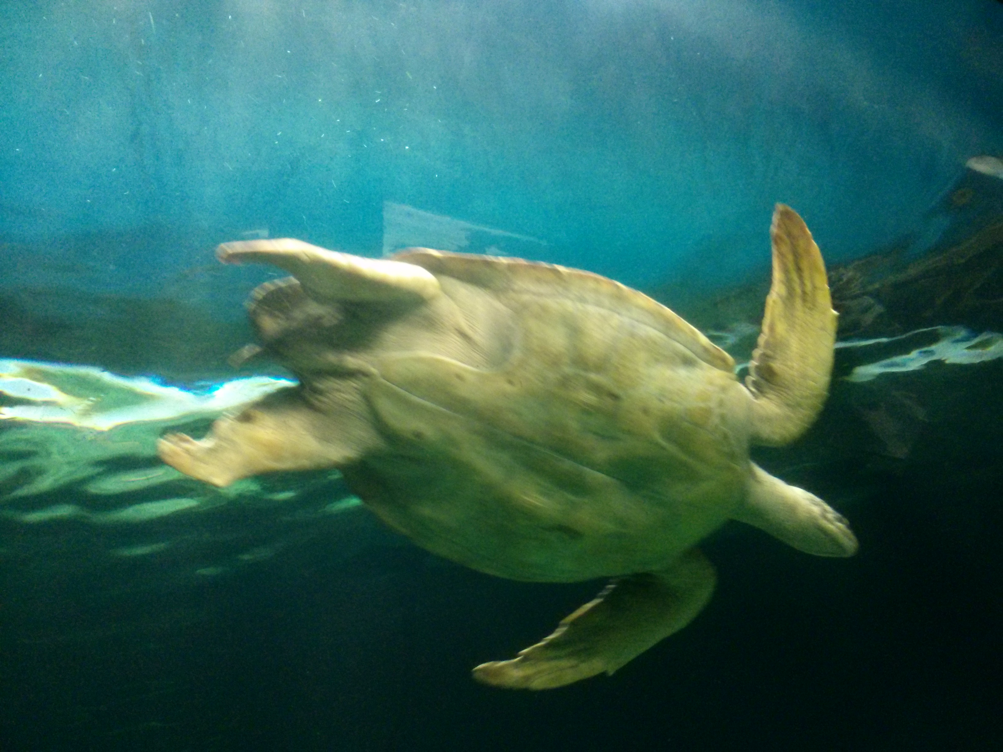Massive Turtle
