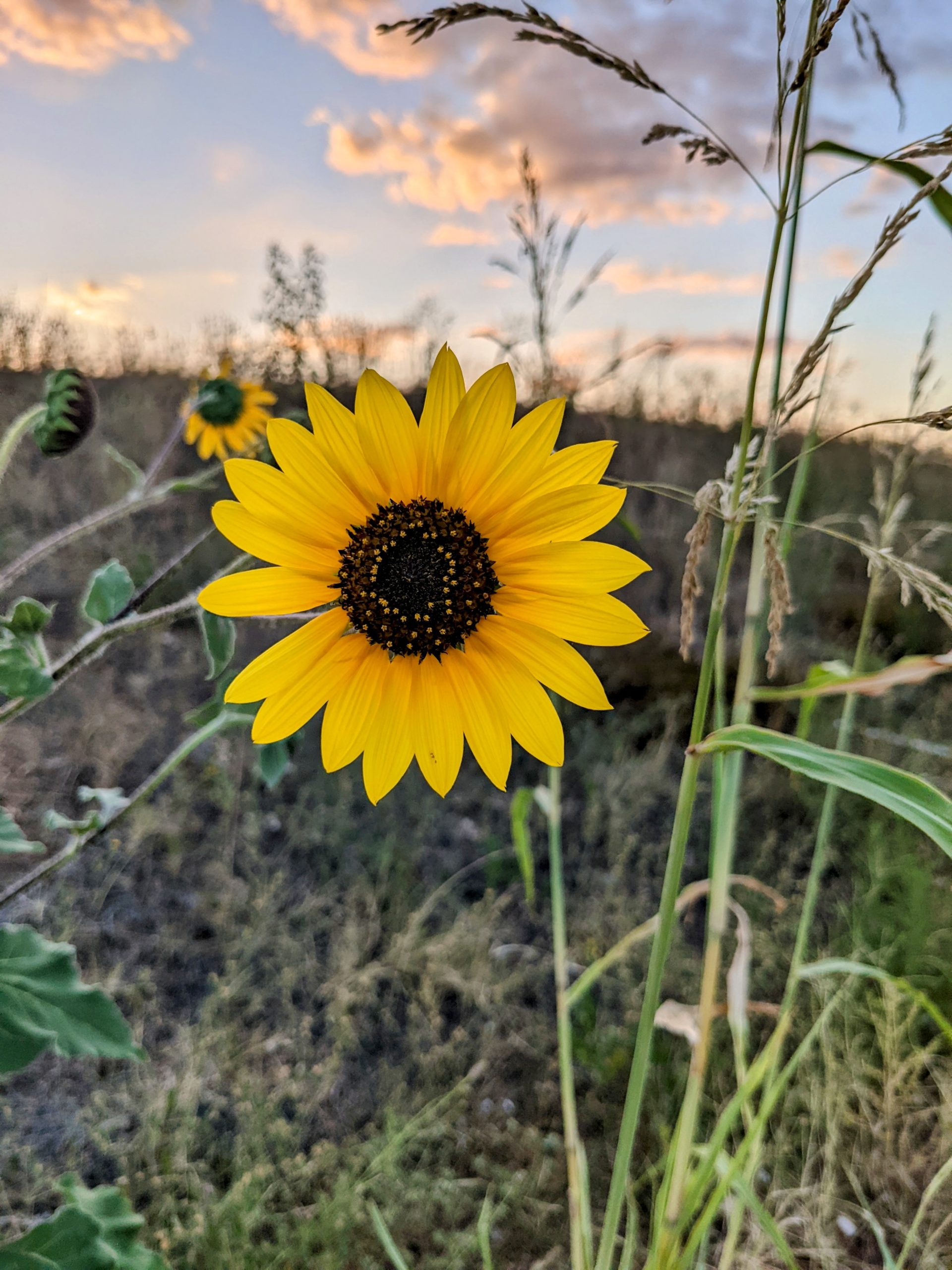 Sunflower