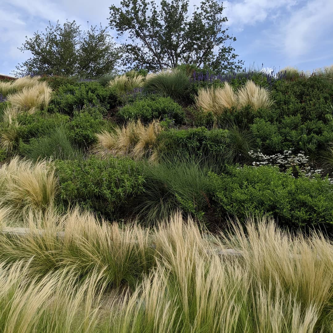 At one of the neighborhood parks and I thought it was pretty.