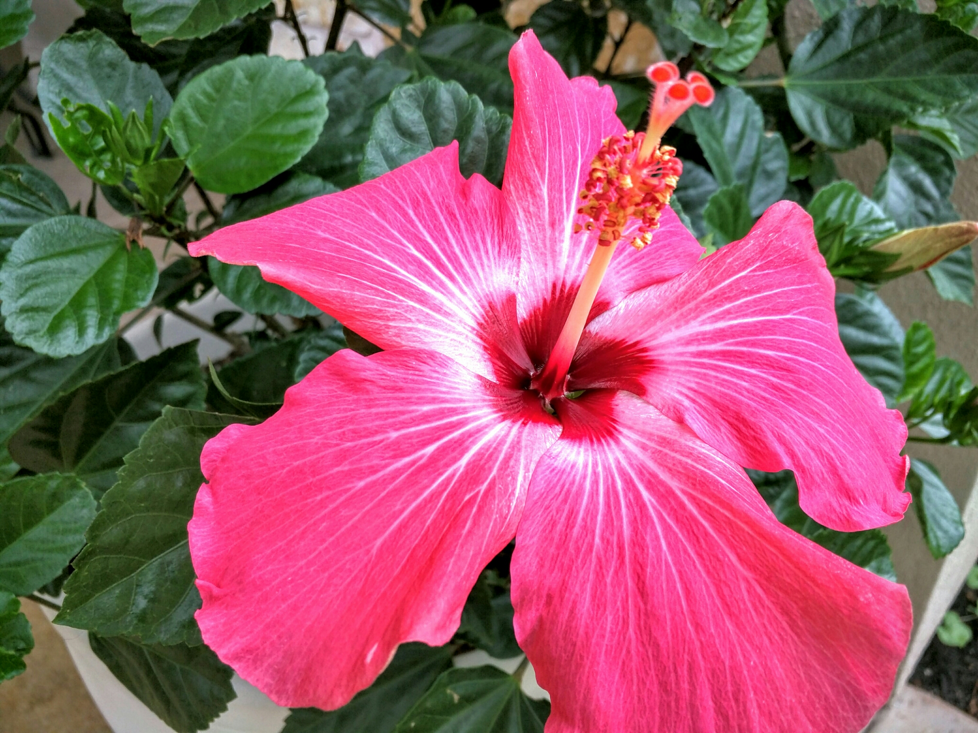 First Hibiscus